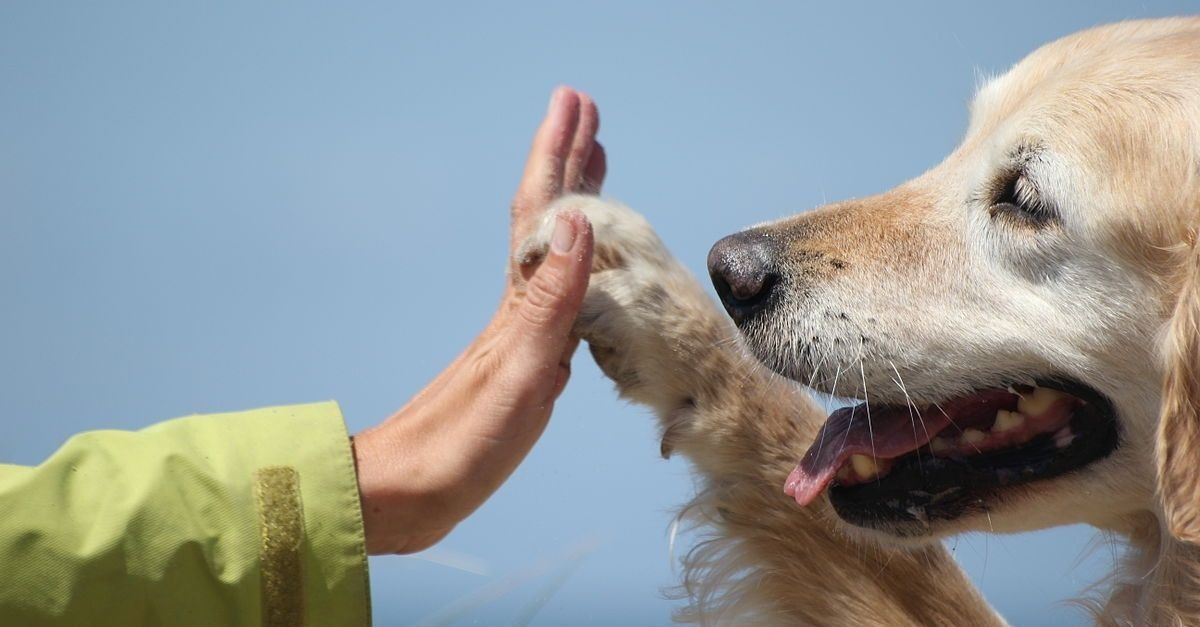 Animal-Assisted Therapy in Australia | Sunrise Medical