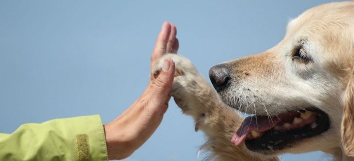 Animal-Assisted Therapy in Australia 